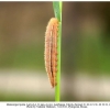 melanargia hylata talysh larva4a